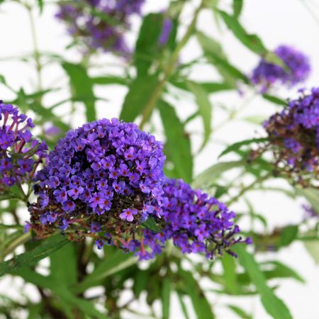 Sommerflieder (Buddleja davidii)