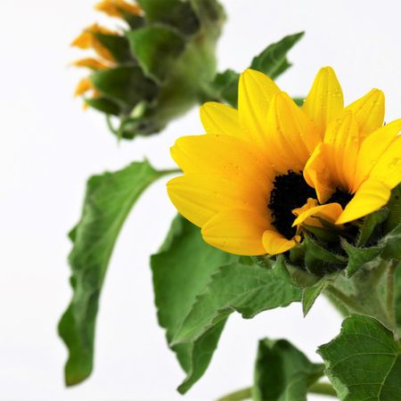 Sonnenblume (Helianthus annuus)