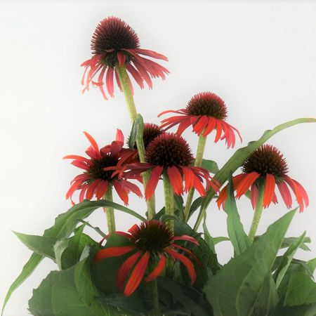 Sonnenhut (Echinacea)