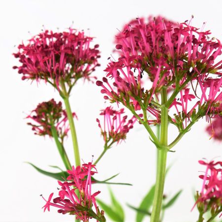 Spornblume (Centranthus)