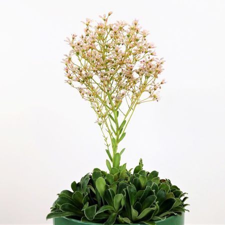 Strauß-Steinbrech (Saxifraga cotyledon)