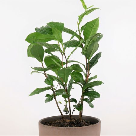 Teepflanze (Camellia sinensis)