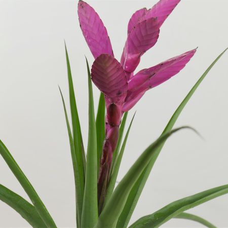 Tillandsie (Tillandsia)