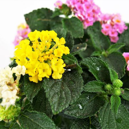 Wandelrschen (Lantana camara)