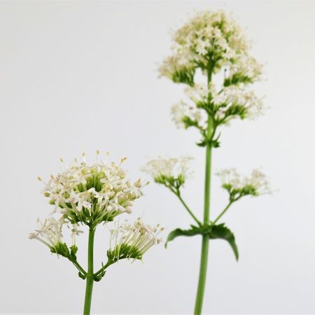 weiße Spornblume (Centranthus ruber)
