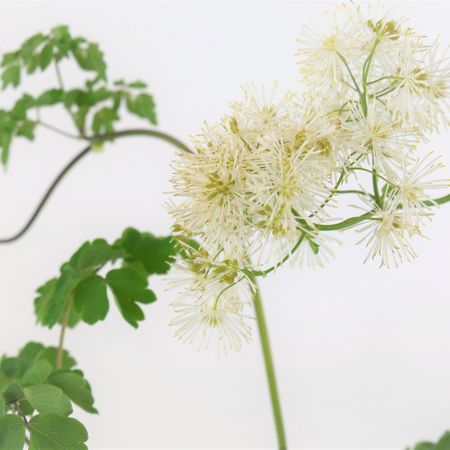 Wiesenraute(Thalictrum)