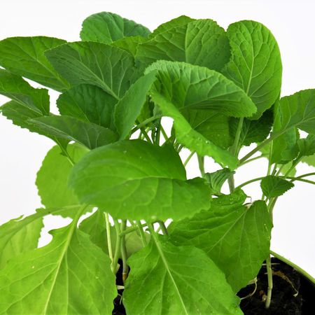 Wirsingkohl (Brassica oleracea)