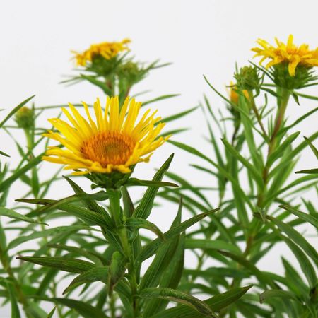 Alant (inula-acaulis)