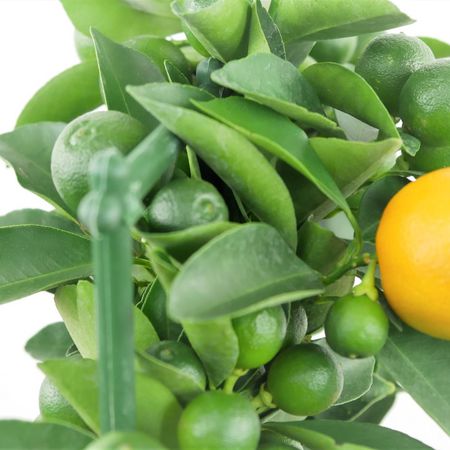 Zwergorange, Calamondin-Orange (citrus mitis)