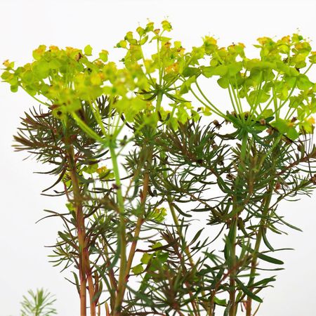 Zypressen-Wolfsmilch (Euphorbia cyparissias)