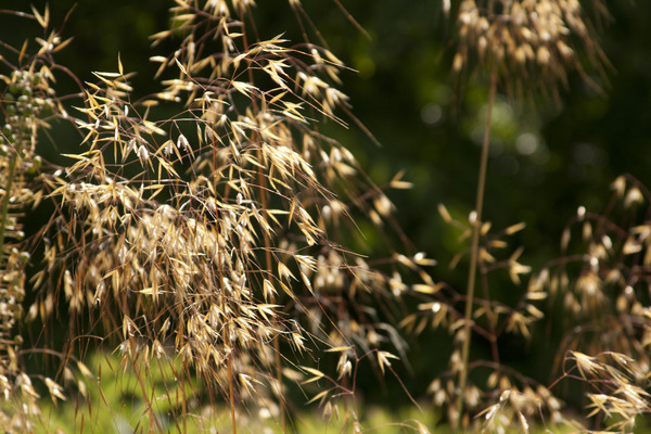 ein Garten Stipa gigantea Riesenfedergras