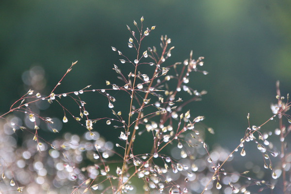 ein Garten Sporobolus heterolepis Cloud Lubera