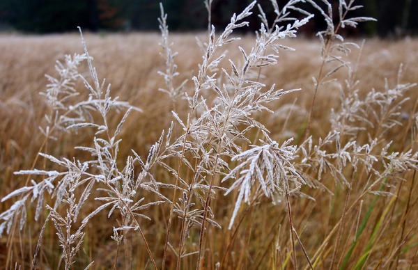 ein Garten Gräser Winter Schnee Frost