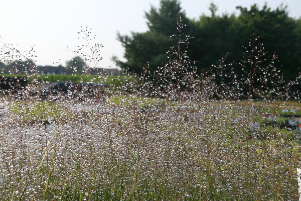 ein Garten Gräser Sporobolus heterolepis Cloud Lubera