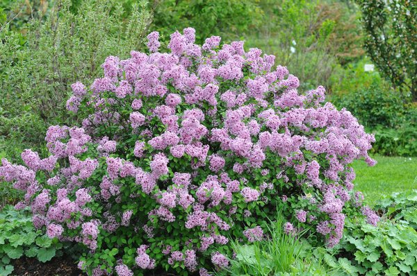 Syringa meyeri Lillifee, Zwergflieder Lillifee