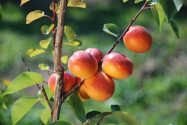 Aprikose, Prunus armeniaca, Sorte Mia, Fr&uuml;chte am Baum