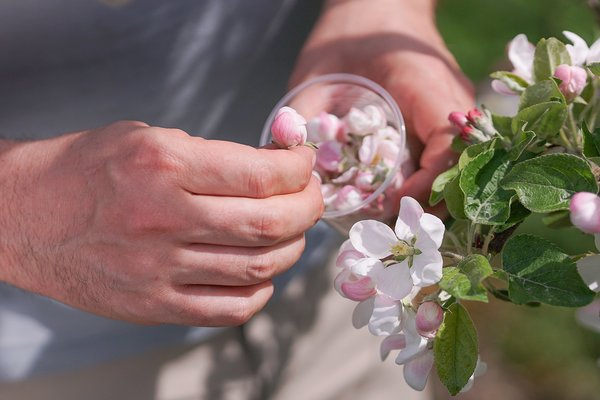 Apfelzchtung, Lubera Originale, Malus, Fruture, Wellhausen, Zchtung, Apfel, Raphael, Praktikant