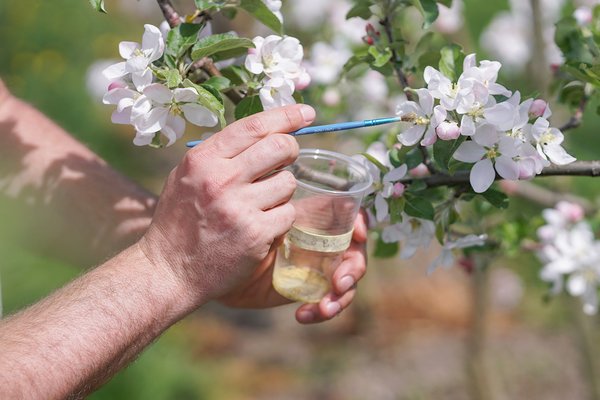Apfelzchtung, Lubera Originale, Malus, Fruture, Wellhausen, Zchtung, Apfel, Raphael, Praktikant