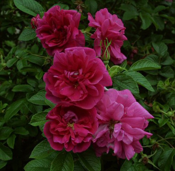 Rosa rugosa Roseraie de l'Hay