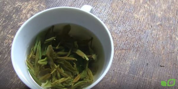 Grüntee degustieren