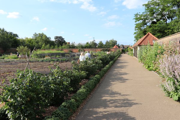 Johannisbeerhecke Hampton Court Lubera