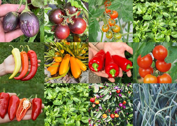 Selbstversorgerset Gemüsebeet Ratatouille Hochbeet Selbstversorgerset Gemüsebeet Ratatouille Hochbeet