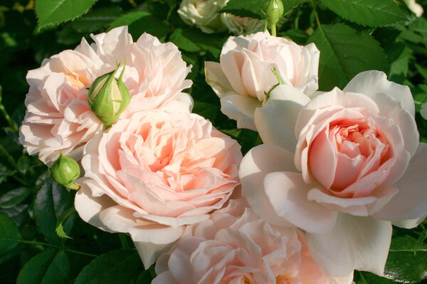 Rose, Garden of Roses, Beetrose Rose, Garden of Roses, Beetrose