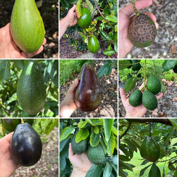 USA, Avocado, Lubera