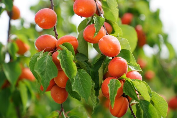 Aprikose, Prunus armeniaca, Sorte Mia, Fr&uuml;chte am Baum