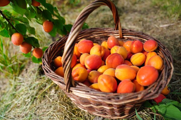 Aprikosensorten, Prunus armeniaca, Sorte Mia, Fr&uuml;chte geerntet