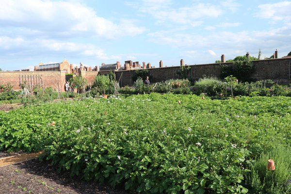 Johannisbeerhecke Hampton Court Lubera