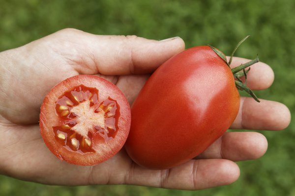 Salattomate Zorarot (Rote Zora) BIO