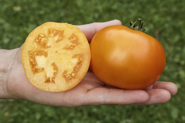 Fleischtomate Mandaline (ehemals Mandarin) BIO