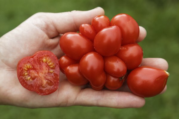 Reisetomate 'Voyage', Solanum lycopersicum