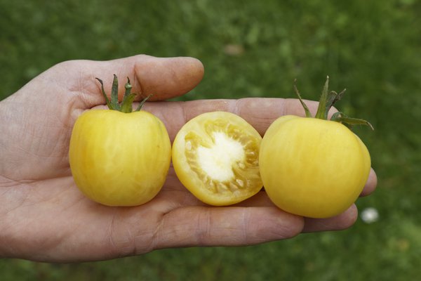 Salattomate Weisser Pfirsich BIO