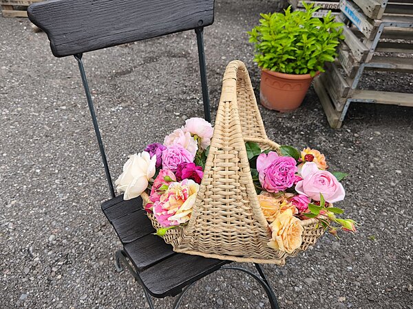Duftrosen, Rosen mit Duft