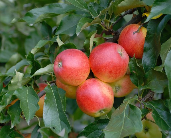 Apfel (Malus domestica 'Gala')