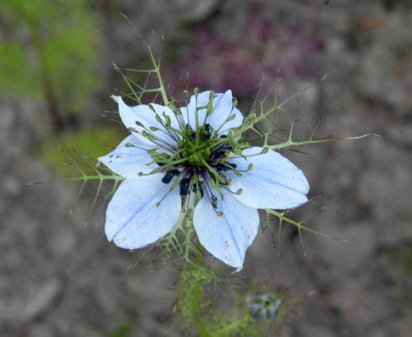 Damaszener Schwarzkmmel 'Oxford Blue' BIO