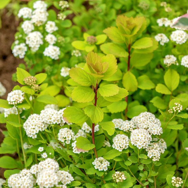 Spiraea betulifolia 'Tor Gold', Birkenblättrige Spiere Spiraea betulifolia 'Tor Gold', Birkenblättrige Spiere