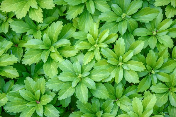 Dickmännchen (Pachysandra terminalis)