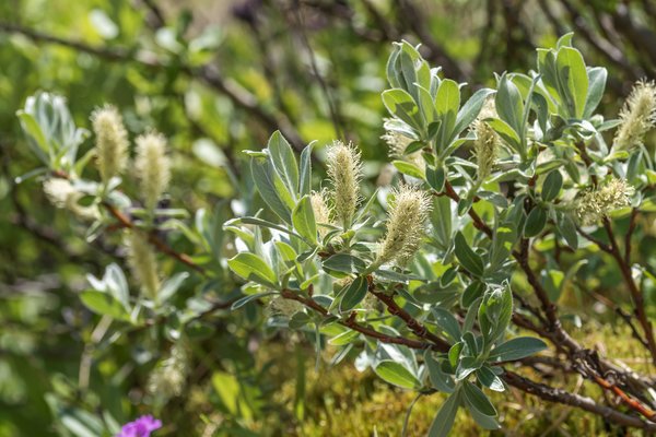 Schweizer Weide, Salix helvetica