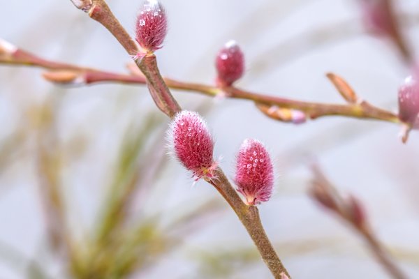 NoPR_Rosa Riesen-Salweide 'Mount Aso', Salix gracilistyla 'Mount Aso' 