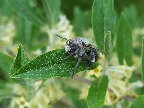 Pointilla PÃ¼nktchenbeere Ranka Tessin