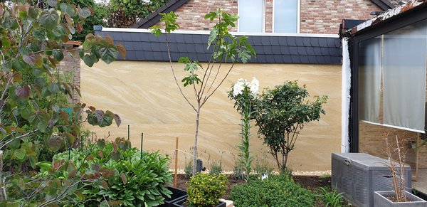 Feigenstmmchen pflanzen und erziehen Lubera