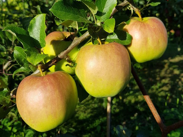 Vergesst die Alten nicht Ranka Tessin