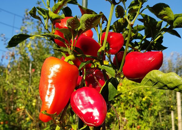 Paprika pflanzen, Aufschreiben, aufschreiben, aufschreiben! Ranka Tessin Gemüse Freilandpaprika Roter Augsburger
