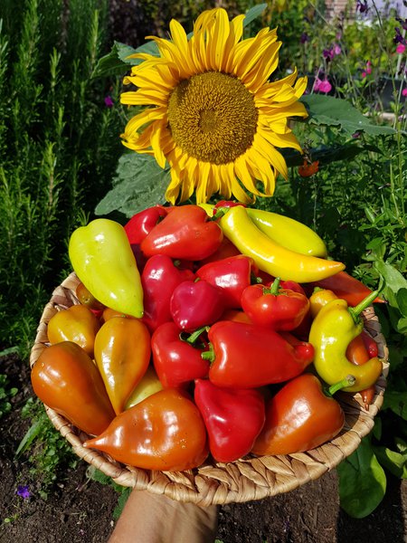 Ranka Tessin, Kolumne, Chilischoten, Chili, Lubera