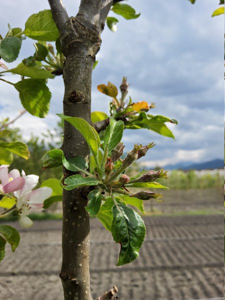 Samenloser Apfel Faibella Lubera