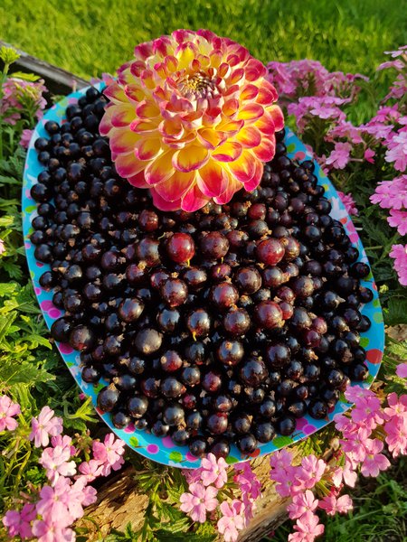 Happy Pills Cassissima schwarze Johannisbeere Ranka Tessin Lubera Gartenbuch