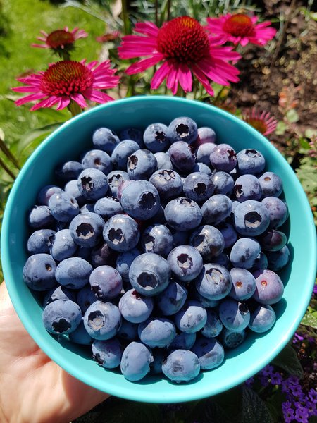 Happy Pills Heidelbeeren Blaubeeren Ranka Tessin Lubera Gartenbuch